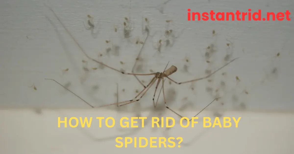 how to get rid of baby spiders