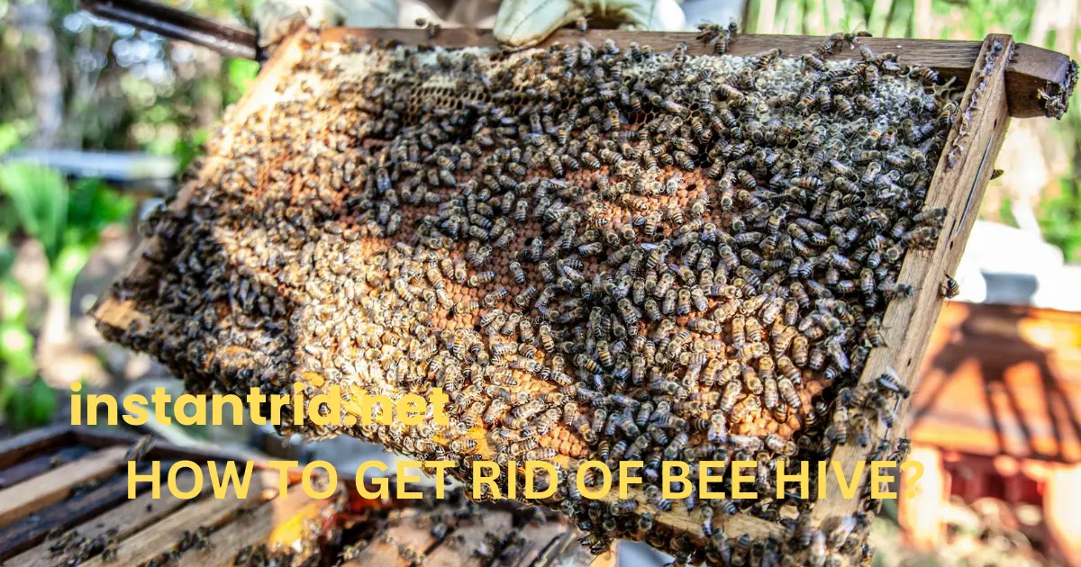 how to get rid of bee hive