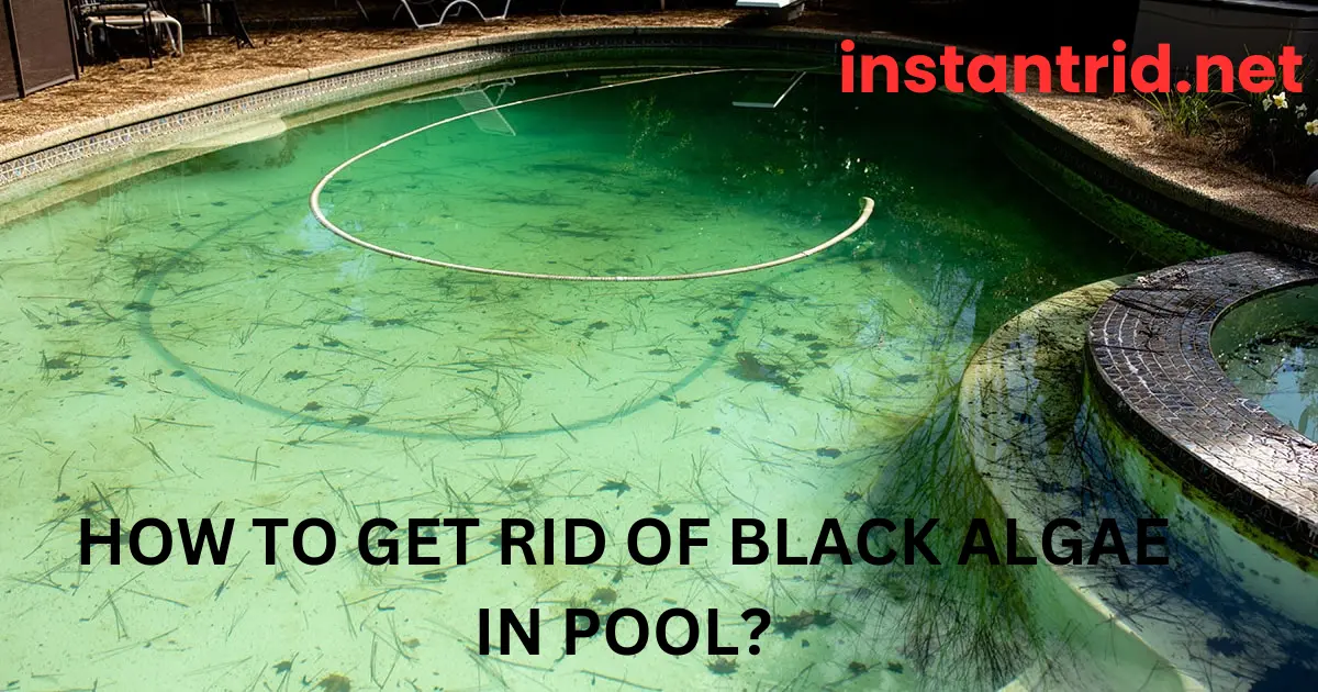 how to get rid of black algae in pool