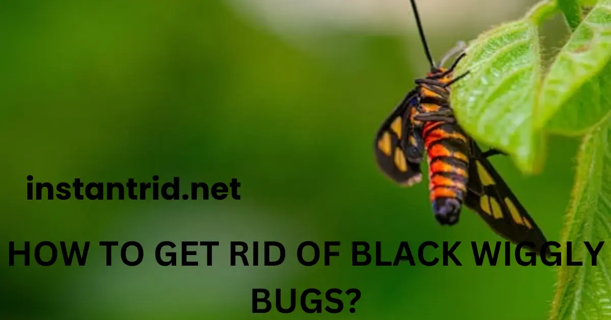 black wiggly bugs