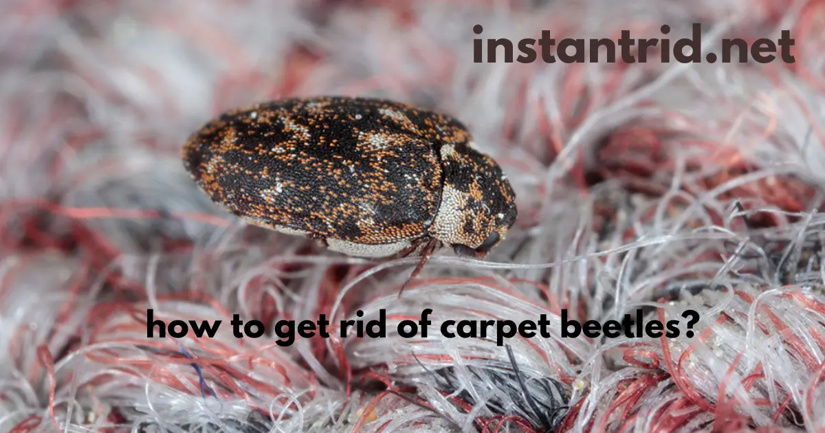 carpet beetles