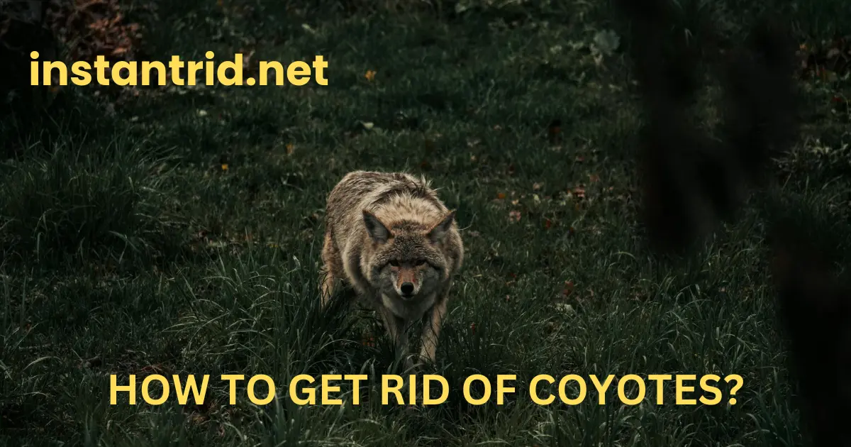 how to get rid of coyotes