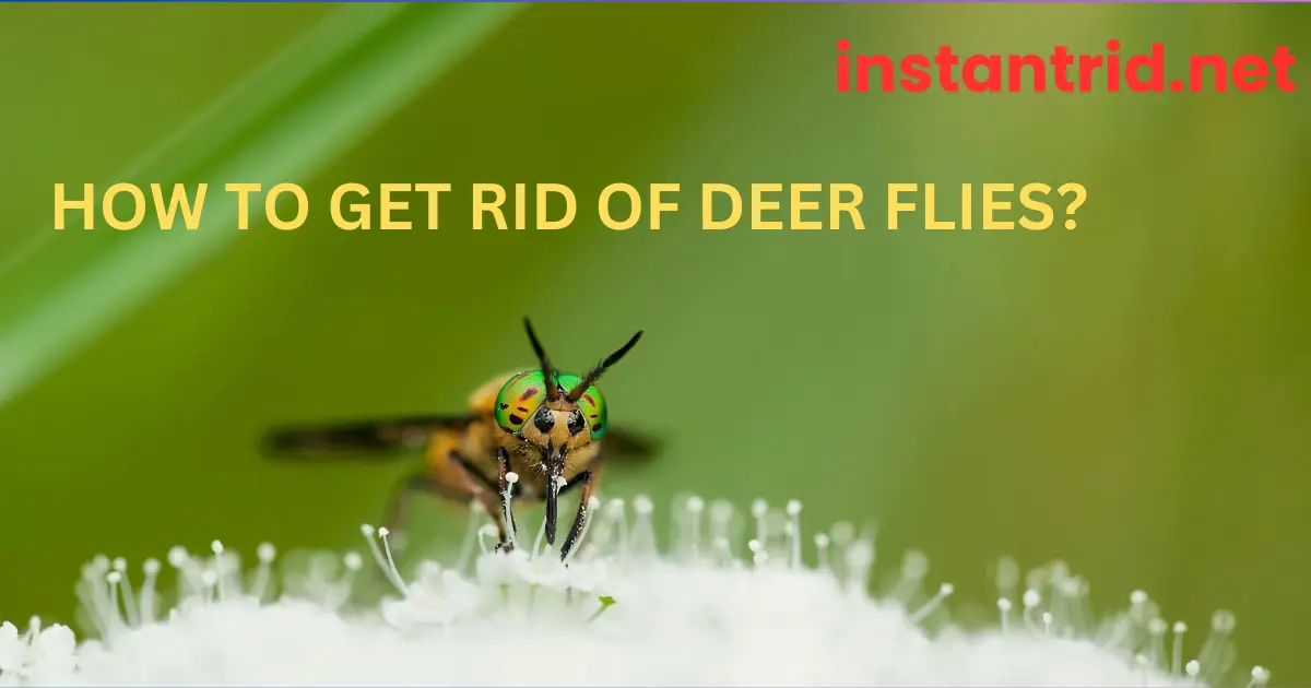 how to get rid of deer flies