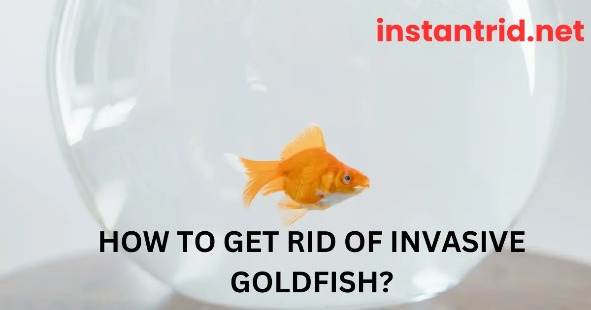 how to get rid of invasive goldfish