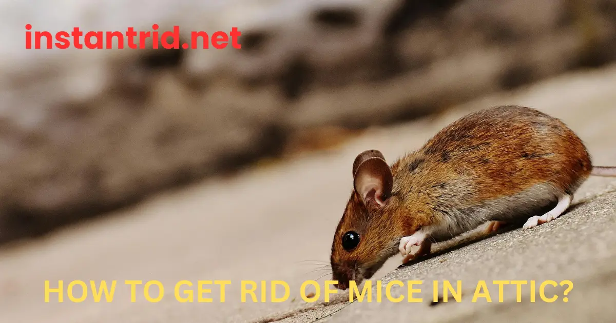 how to get rid of mice in attic