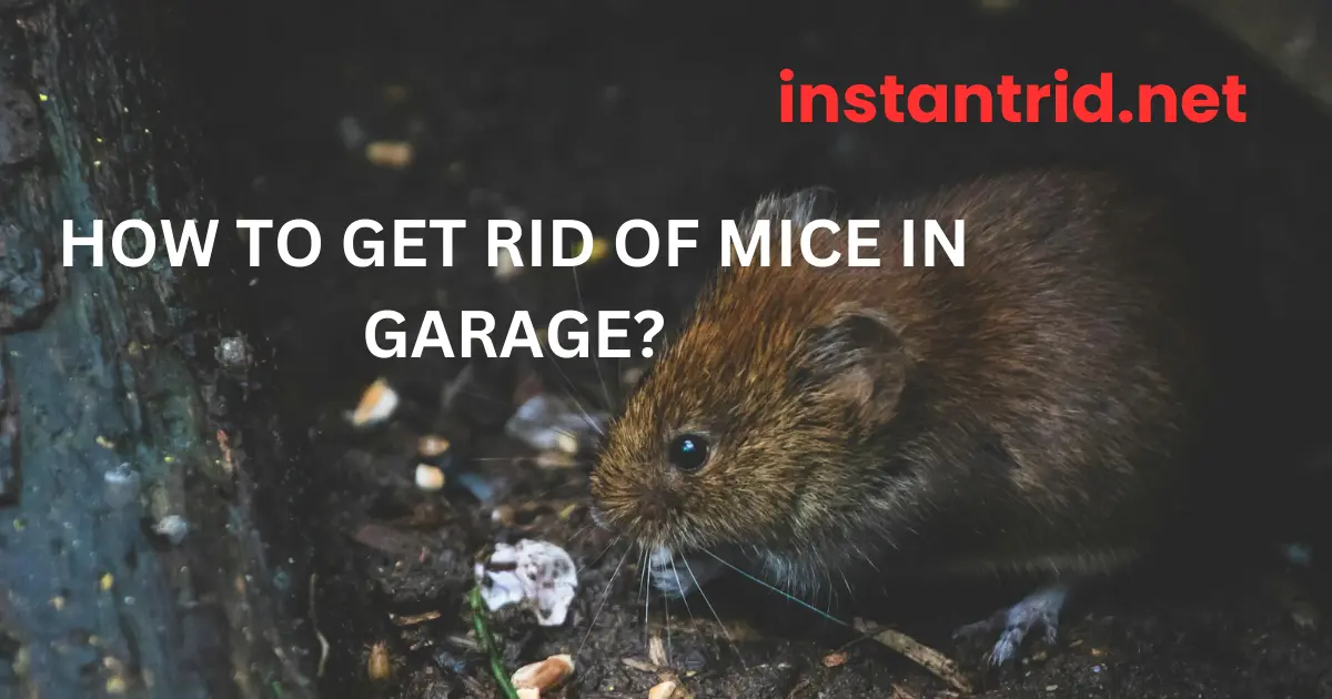 how to get rid of mice in garage