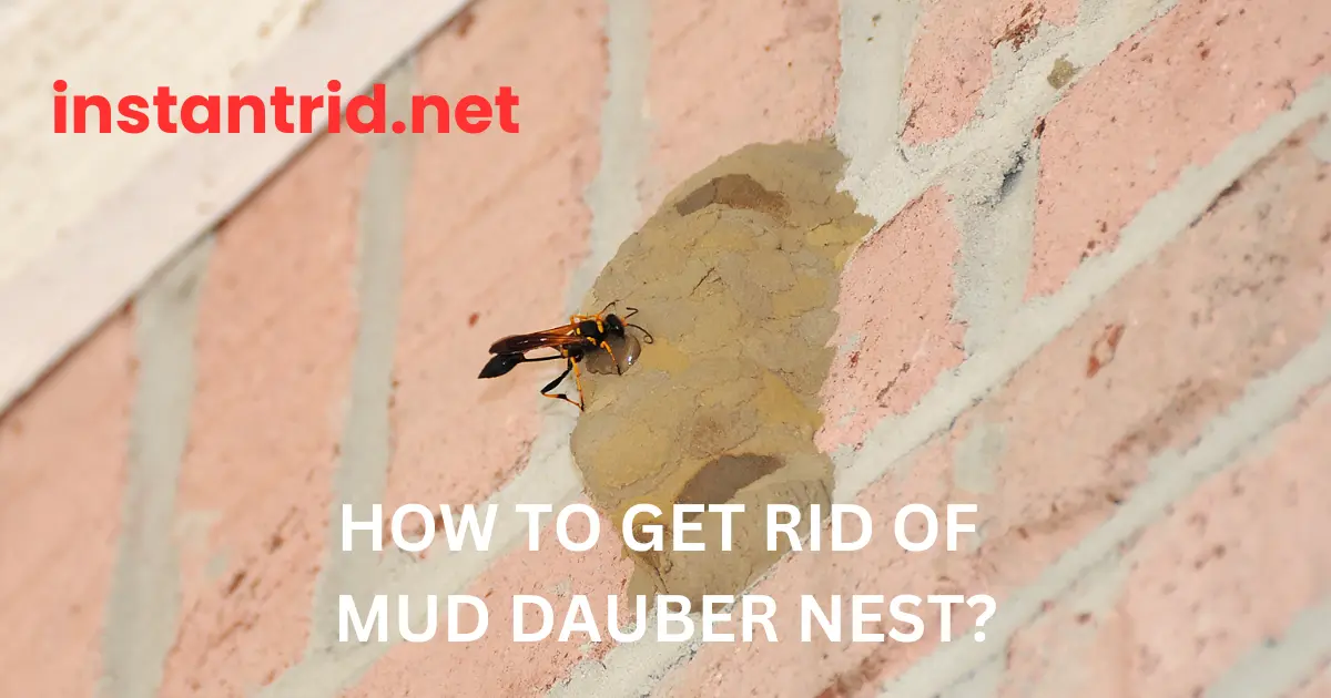 how to get rid of mud dauber nest