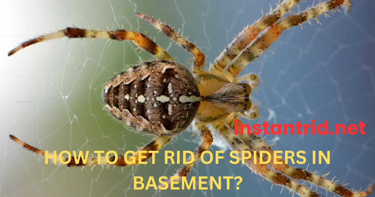 how to get rid of spiders in basement