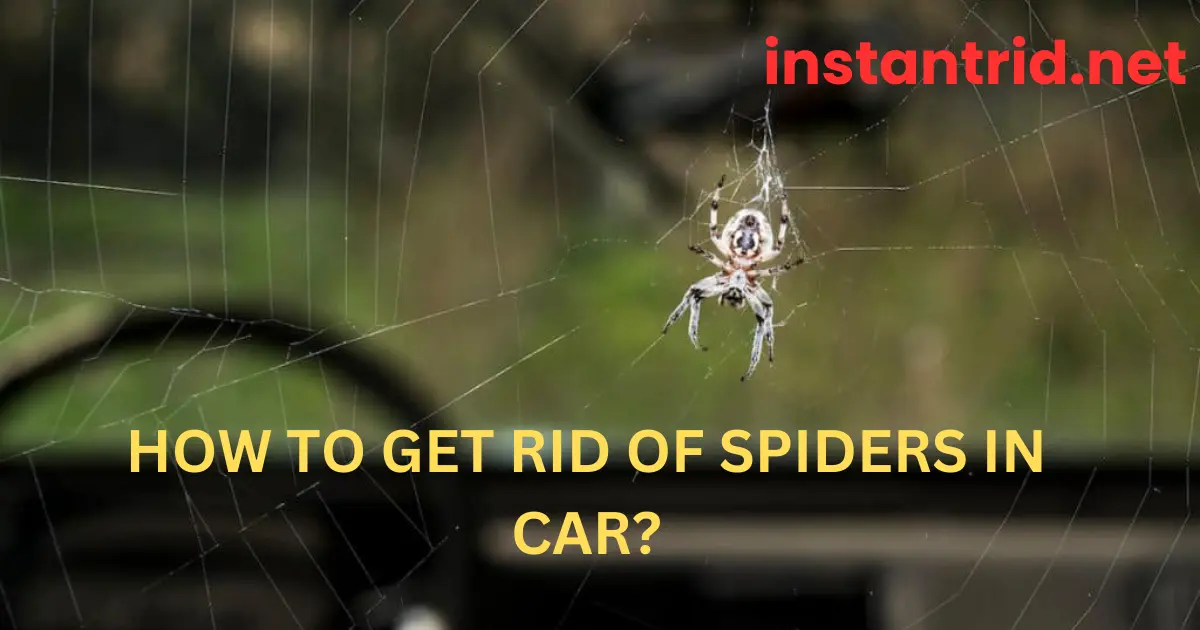 how to get rid of spiders in car