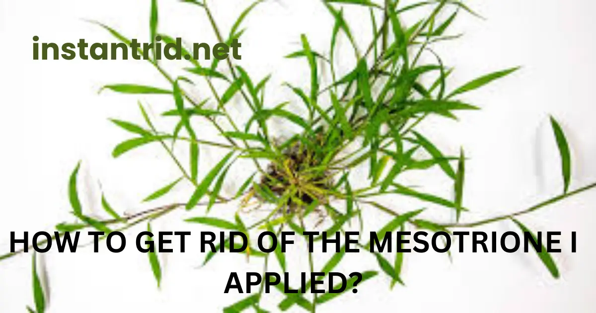 how to get rid of the mesotrione i applied