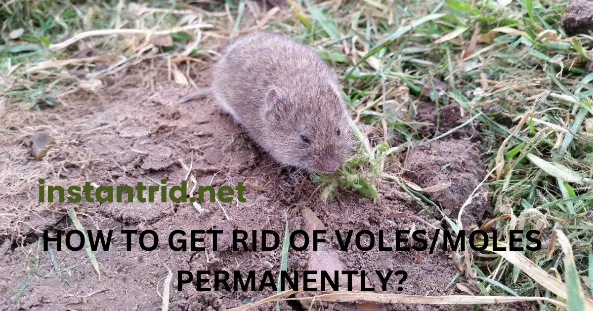 how to get rid of voles moles permanently