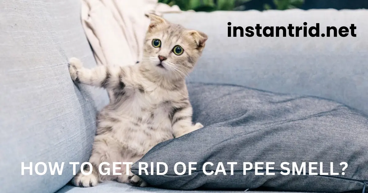 how to get rid of cat pee smell