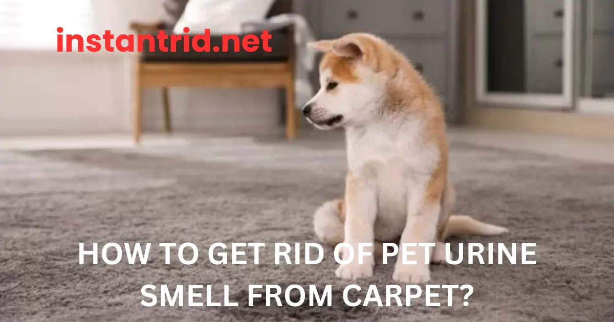 how to get rid of pet urine smell from carpet