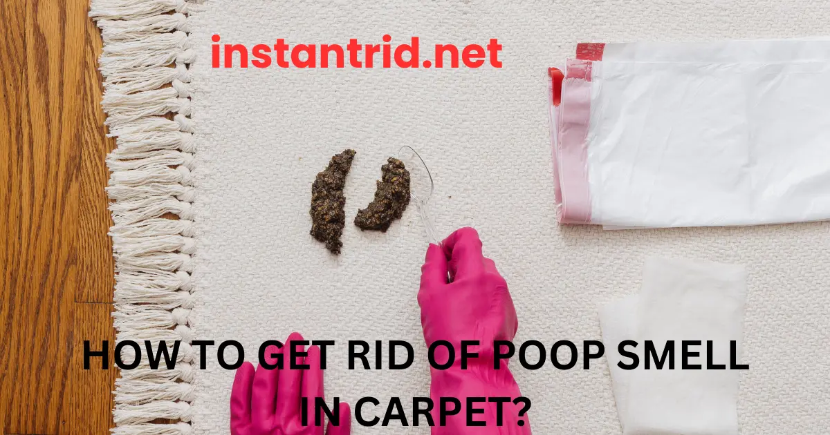 how to get rid of poop smell in carpet