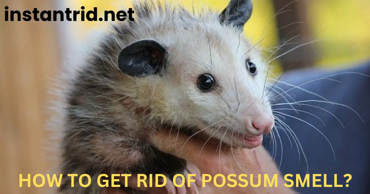 how to get rid of possum smell