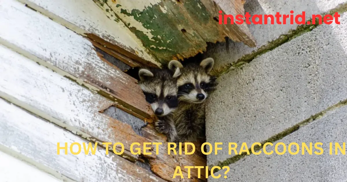 how to get rid of raccoons in attic