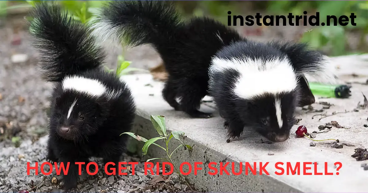 how to get rid of skunk smell